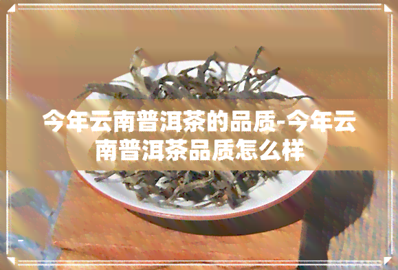 今年云南普洱茶的品质-今年云南普洱茶品质怎么样