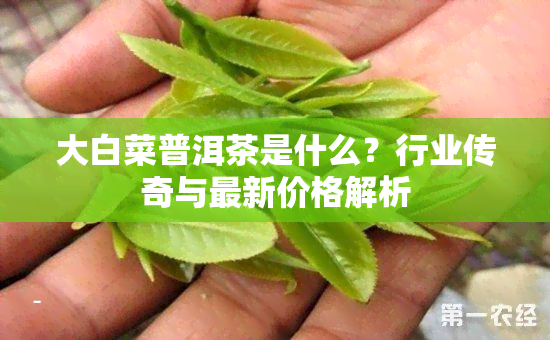 大白菜普洱茶是什么？行业传奇与最新价格解析