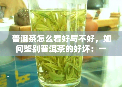 普洱茶怎么看好与不好，如何鉴别普洱茶的好坏：一份详细的指南