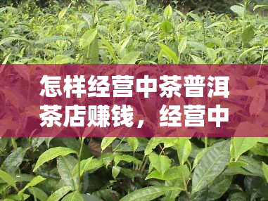 怎样经营中茶普洱茶店赚钱，经营中茶普洱茶店：赚钱的秘诀与策略