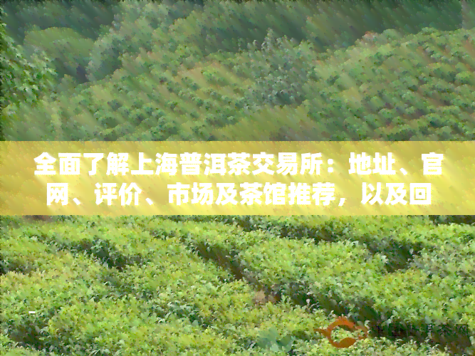 全面了解上海普洱茶交易所：地址、官网、评价、市场及茶馆推荐，以及回收服务联系方式