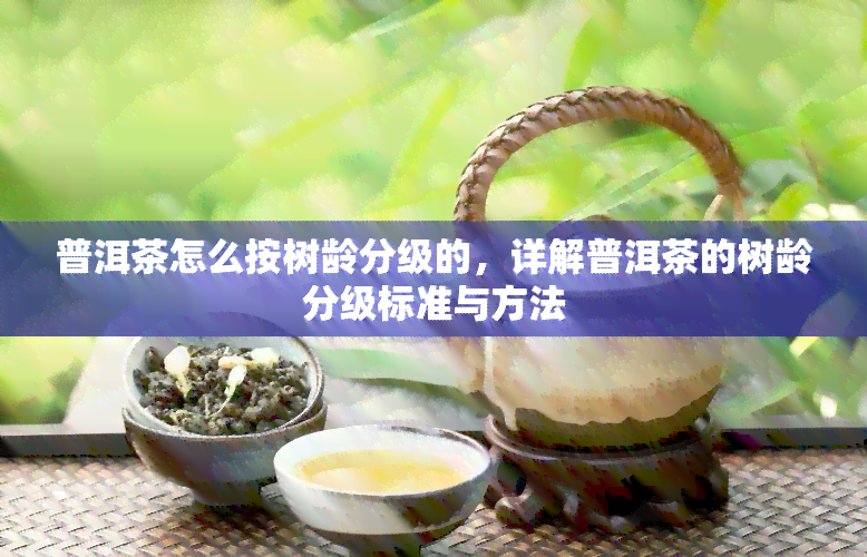 普洱茶怎么按树龄分级的，详解普洱茶的树龄分级标准与方法