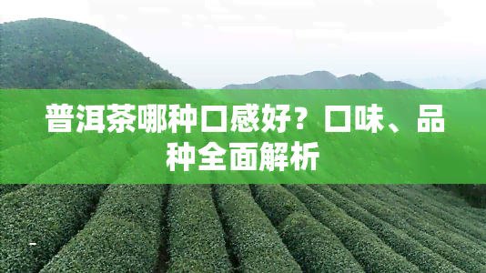 普洱茶哪种口感好？口味、品种全面解析