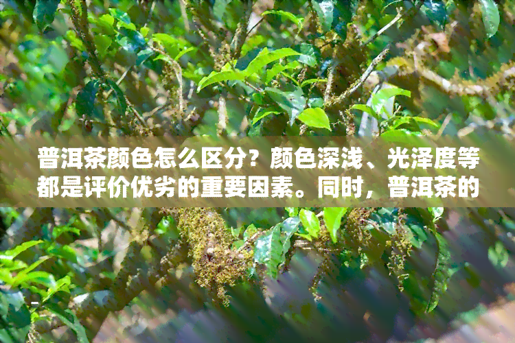 普洱茶颜色怎么区分？颜色深浅、光泽度等都是评价优劣的重要因素。同时，普洱茶的味道也会受到其颜色的影响。想知道普洱茶水的颜色吗？一起来了解吧！