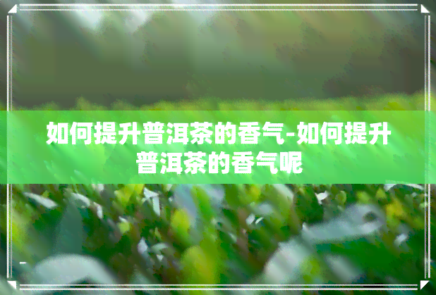 如何提升普洱茶的香气-如何提升普洱茶的香气呢