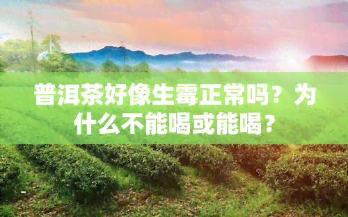 普洱茶好像生霉正常吗？为什么不能喝或能喝？