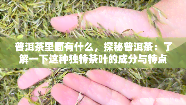 普洱茶里面有什么，探秘普洱茶：了解一下这种独特茶叶的成分与特点