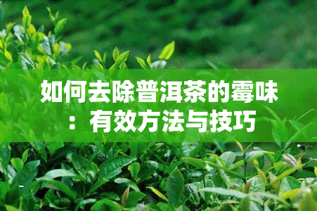 如何去除普洱茶的霉味：有效方法与技巧