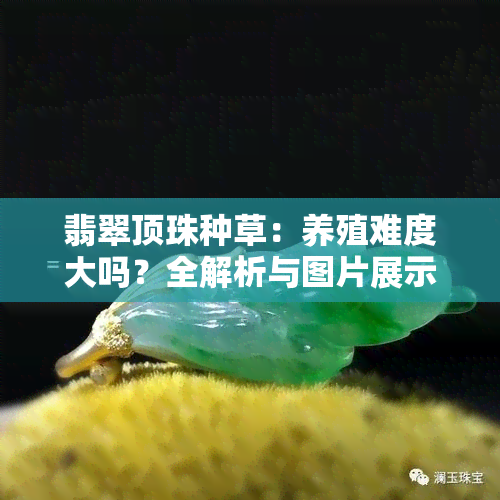 翡翠顶珠种草：养殖难度大吗？全解析与图片展示