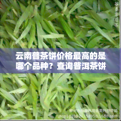 云南普茶饼价格更高的是哪个品种？查询普洱茶饼价格及功效，推荐