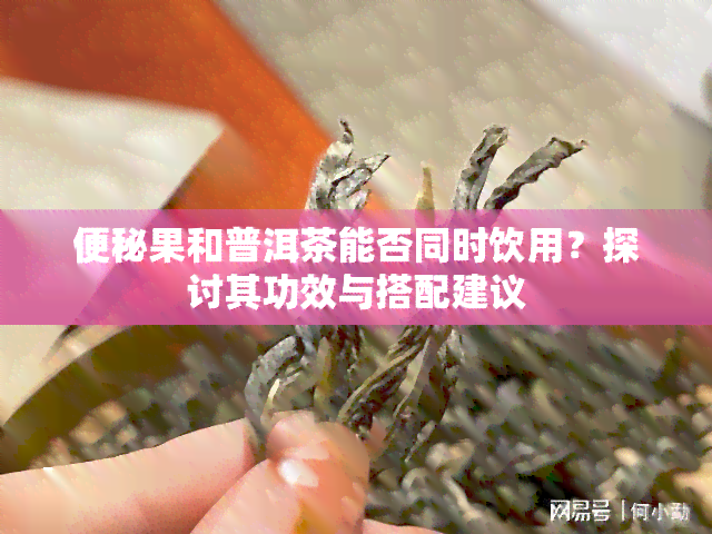 便秘果和普洱茶能否同时饮用？探讨其功效与搭配建议