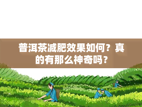 普洱茶减肥效果如何？真的有那么神奇吗？