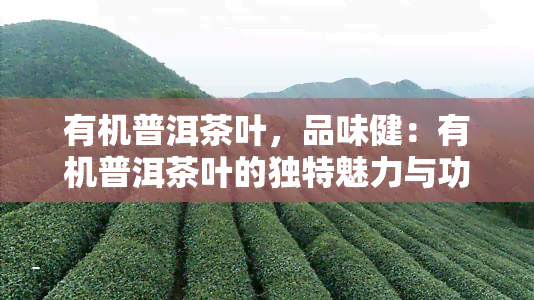 有机普洱茶叶，品味健：有机普洱茶叶的独特魅力与功效