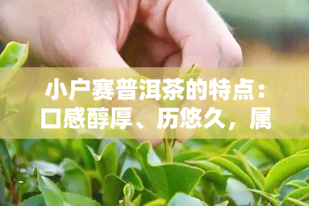 小户赛普洱茶的特点：口感醇厚、历悠久，属于云南大叶种晒青毛茶，既有生茶的清新又有熟茶的甜。