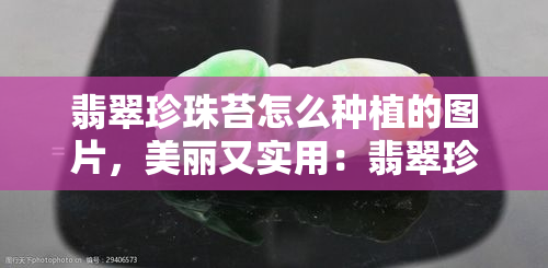 翡翠珍珠苔怎么种植的图片，美丽又实用：翡翠珍珠苔的种植指南及图片解析