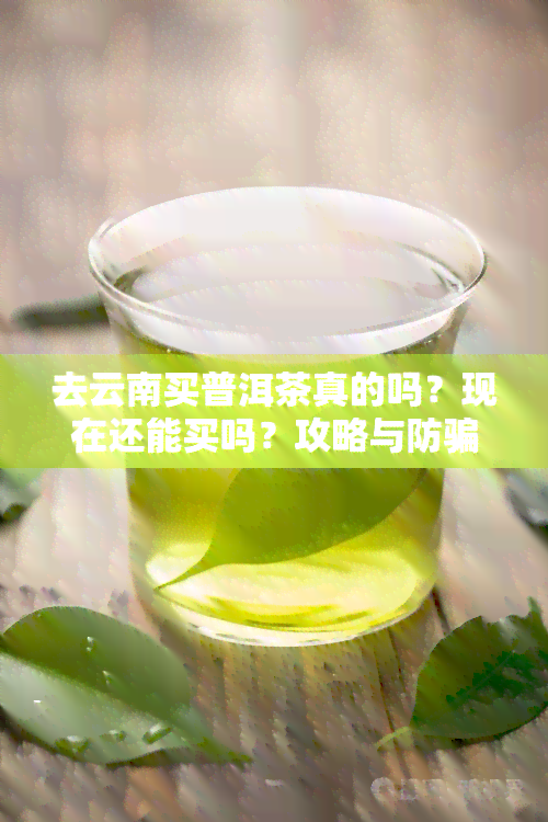 去云南买普洱茶真的吗？现在还能买吗？攻略与防骗建议