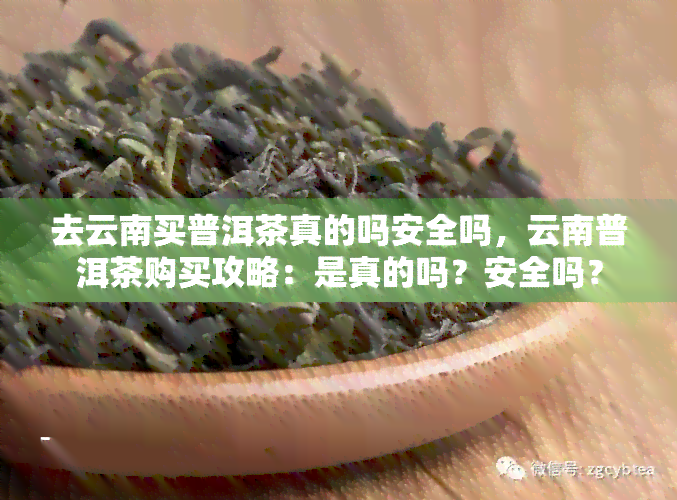 去云南买普洱茶真的吗安全吗，云南普洱茶购买攻略：是真的吗？安全吗？