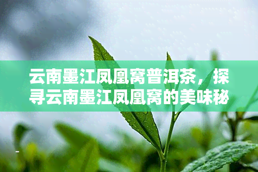 云南墨江凤凰窝普洱茶，探寻云南墨江凤凰窝的美味秘密：普洱茶的魅力