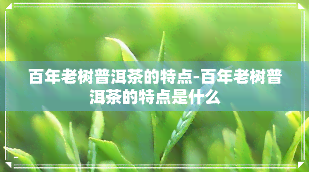 百年老树普洱茶的特点-百年老树普洱茶的特点是什么