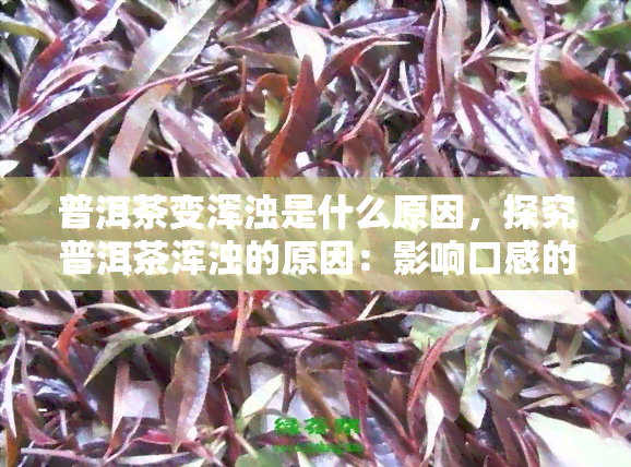 普洱茶变浑浊是什么原因，探究普洱茶浑浊的原因：影响口感的可能因素