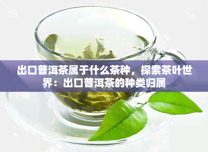 出口普洱茶属于什么茶种，探索茶叶世界：出口普洱茶的种类归属