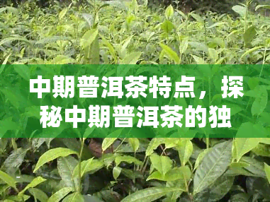 中期普洱茶特点，探秘中期普洱茶的独特魅力：口感、香气与陈化过程解析