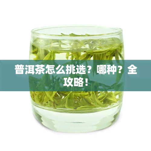 普洱茶怎么挑选？哪种？全攻略！