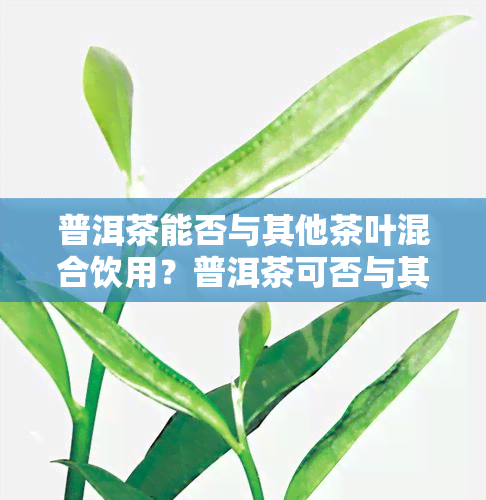 普洱茶能否与其他茶叶混合饮用？普洱茶可否与其它茶叶搭配冲泡？