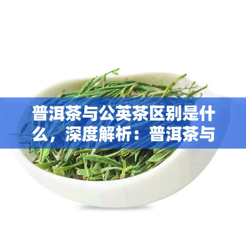 普洱茶与公英茶区别是什么，深度解析：普洱茶与公英茶的五大区别！