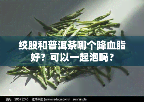 绞股和普洱茶哪个降血脂好？可以一起泡吗？