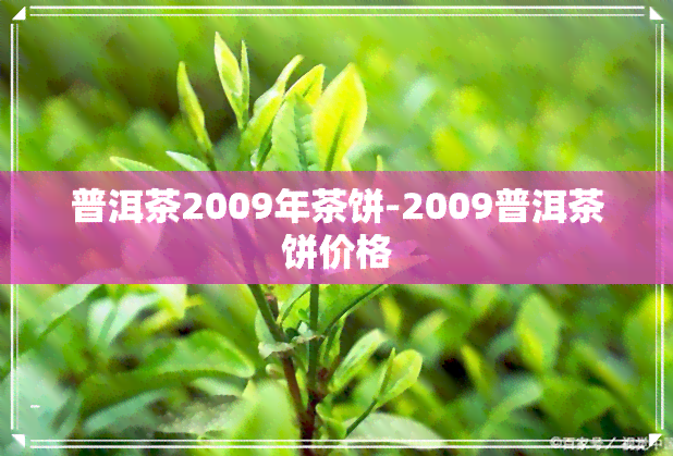 普洱茶2009年茶饼-2009普洱茶饼价格