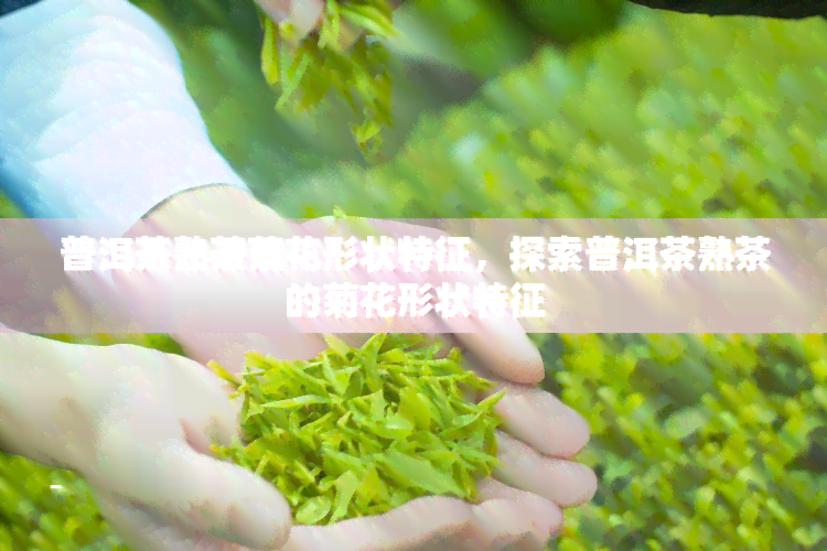 普洱茶熟茶菊花形状特征，探索普洱茶熟茶的菊花形状特征