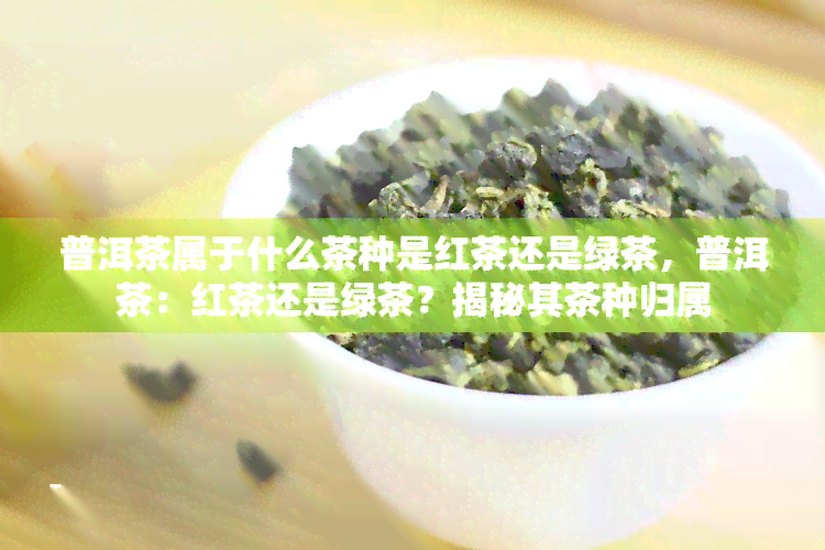 普洱茶属于什么茶种是红茶还是绿茶，普洱茶：红茶还是绿茶？揭秘其茶种归属