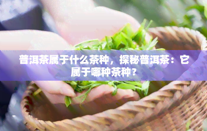 普洱茶属于什么茶种，探秘普洱茶：它属于哪种茶种？