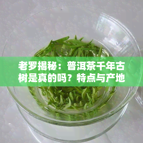 老罗揭秘：普洱茶千年古树是真的吗？特点与产地解析