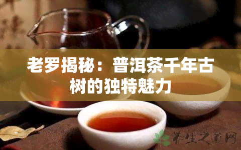 老罗揭秘：普洱茶千年古树的独特魅力