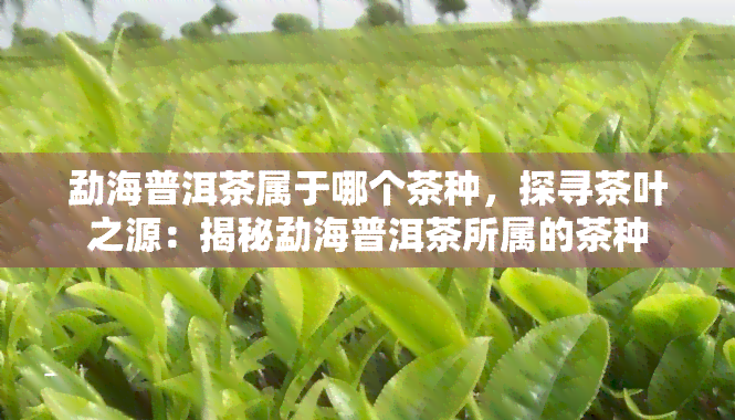 勐海普洱茶属于哪个茶种，探寻茶叶之源：揭秘勐海普洱茶所属的茶种