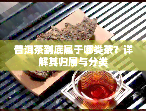 普洱茶到底属于哪类茶？详解其归属与分类