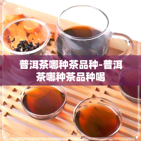 普洱茶哪种茶品种-普洱茶哪种茶品种喝