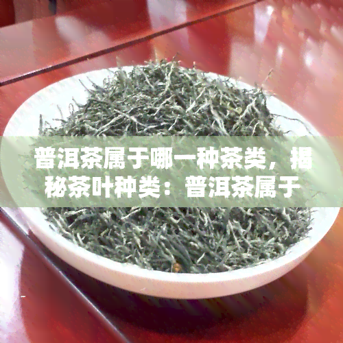 普洱茶属于哪一种茶类，揭秘茶叶种类：普洱茶属于哪种茶类？