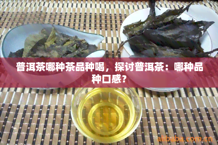 普洱茶哪种茶品种喝，探讨普洱茶：哪种品种口感？