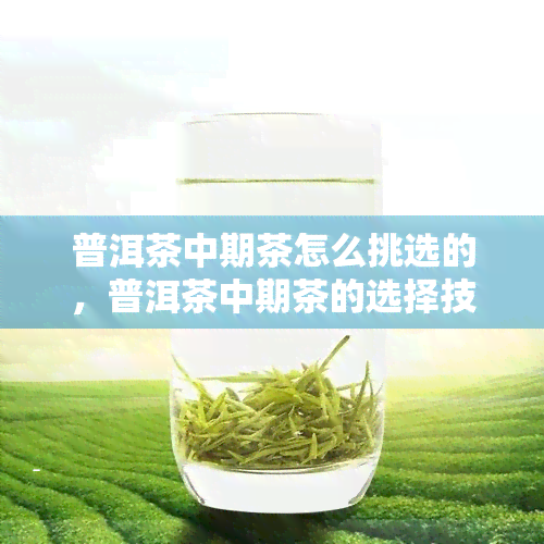 普洱茶中期茶怎么挑选的，普洱茶中期茶的选择技巧与方法