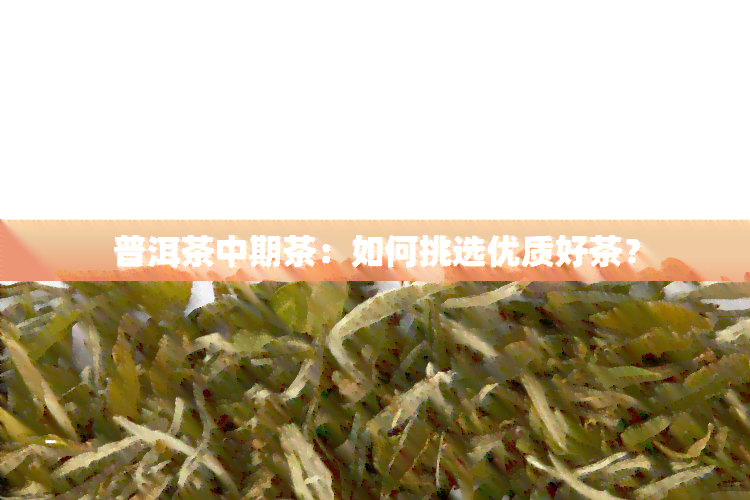 普洱茶中期茶：如何挑选优质好茶？