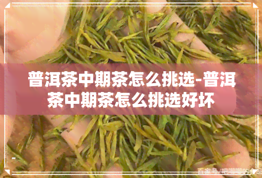 普洱茶中期茶怎么挑选-普洱茶中期茶怎么挑选好坏