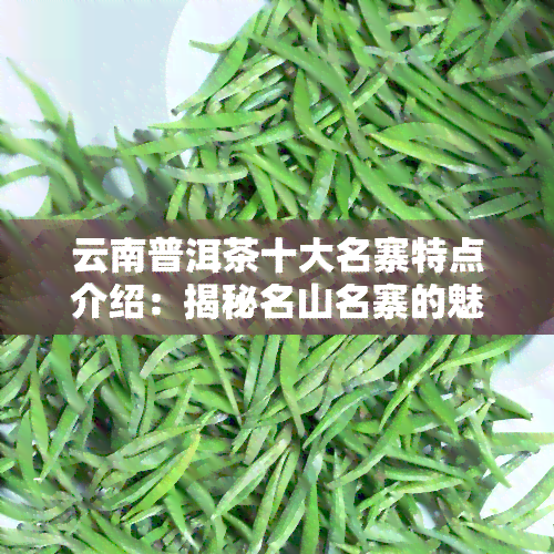 云南普洱茶十大名寨特点介绍：揭秘名山名寨的魅力与特色