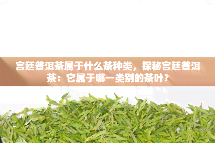 宫廷普洱茶属于什么茶种类，探秘宫廷普洱茶：它属于哪一类别的茶叶？