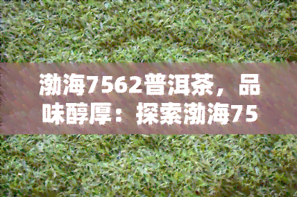 渤海7562普洱茶，品味醇厚：探索渤海7562普洱茶的独特魅力