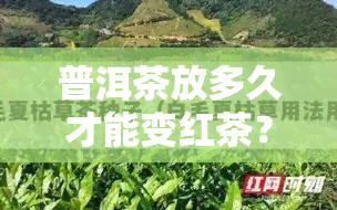 普洱茶放多久才能变红茶？从颜色到口感的变化过程解析