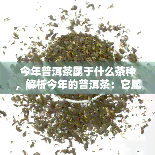 今年普洱茶属于什么茶种，解析今年的普洱茶：它属于哪种茶种？