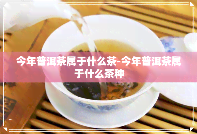 今年普洱茶属于什么茶-今年普洱茶属于什么茶种